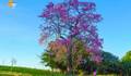 Natureza de Natureza