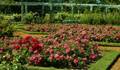 ROSAS - EL ROSEDAL de ARGENTINA
