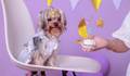 Smash Pet cake -  de 1 Aninho de LUA