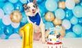 smash pet cake  de Zeus