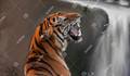  de Tiger