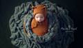  de Newborn