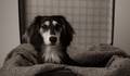 Pet Photography de Pets