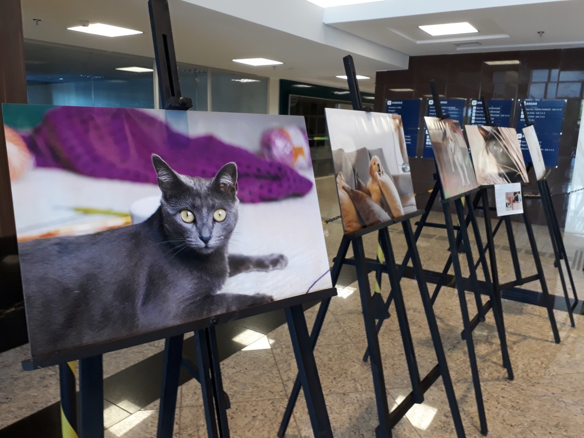 Imagem capa - Exposição Fotográfica por Retratinhos Pet
