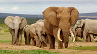 Africa  de Elefantes