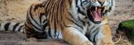  de Luxury African Safaris