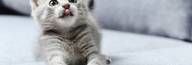 Funny and Cute Cats World de 