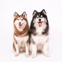 Bruna - Siberian Pet
