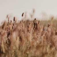 Juliana Neri Kerckhoff