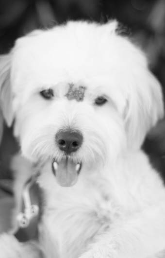 ENSAIO PET de ENSAIOS PET