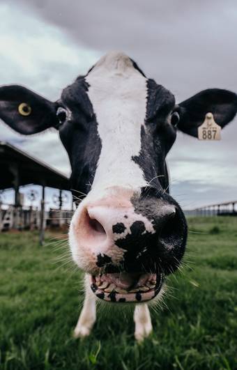 Corporativo de Revista Leite Integral