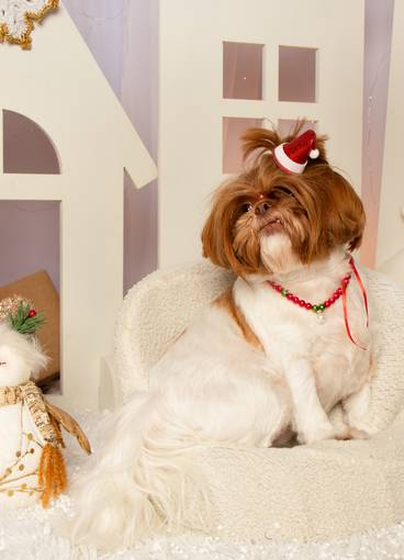 Ensaio de Natal 2023 de Natal Cacau - Pet
