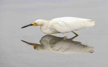 Certificado de Aceitação: Ribeirão Preto