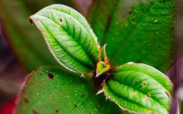 Certificado de Aceitação: Iraque