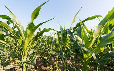 Brasil é agora oficialmente o novo 