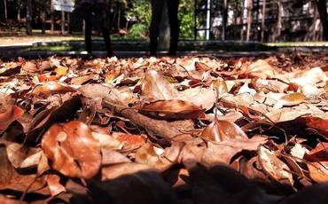 Como fotografar com o celular