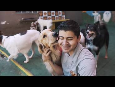 CURSOS ONLINE de CURSO  DE DOG WALKER