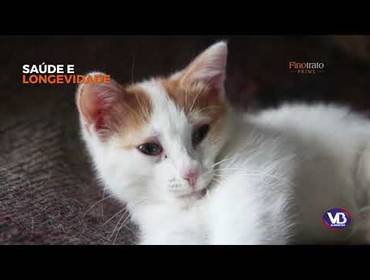 Publicitários de FINOTRATO PRIME GATOS