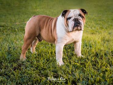 Foto Pet Canil de Foto pet para Canil - Dodsworth Bulldogs