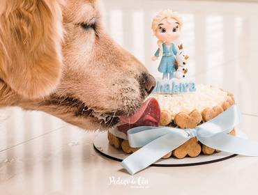 Aniversário Pet de Festa Pet - Shakira 11 anos