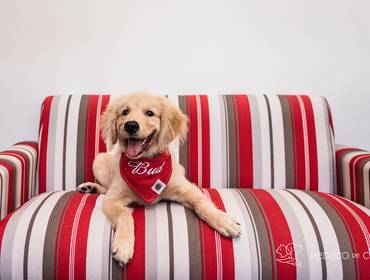 Ensaio Pet Acompanhamento de Acompanhamento Filhotes - Bud 3 meses