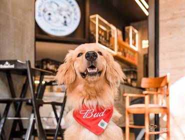 Ensaio Pet Externo de Bud 9 meses em Bonifácio e Berenice
