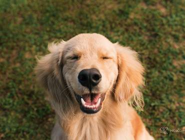 Ensaio Pet Acompanhamento de Acompanhamento Filhotes - Bud 6 meses