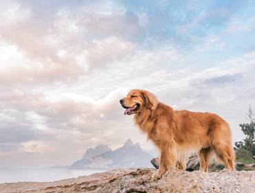 Ensaio Pet Externo de Bartolomeu