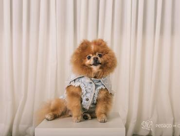 Estúdio Pet de Lylly e Zara