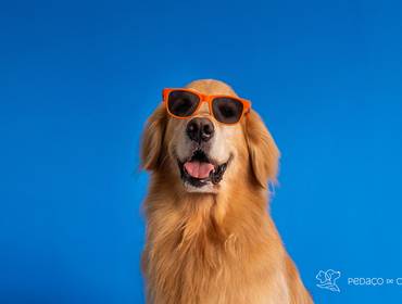 Estúdio Pet de Colors & Fun - Thor