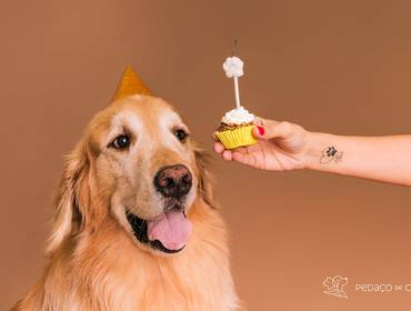 Estúdio Pet de Thor - Colors Party