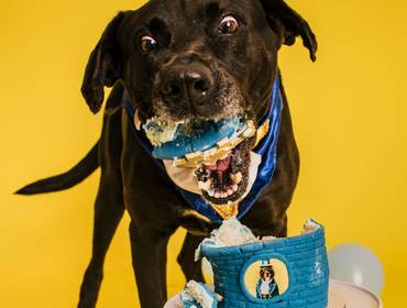 Smash the Cake de Manollo - Colors Party