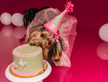 Smash the Cake de 🎀 Nina, 1 aninho de amor em forma de pelos 🎂💕