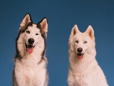 Smash the Cake de Óreo e Bona, huskies siberianos, em ensaio Monstros S.A.