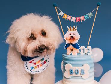 Ensaio Pet Externo de Bob e os seus 12 anos!