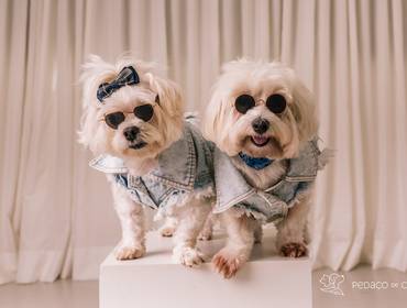 Estúdio Pet de Teca e Bambam: Amor em Todos os Momentos