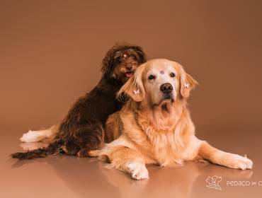 Estúdio Pet de Cacau e Nira: Quando Duas Histórias se Encontram
