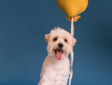 Estúdio Pet de Valentin e o Sorriso que Guarda uma Vida Inteira