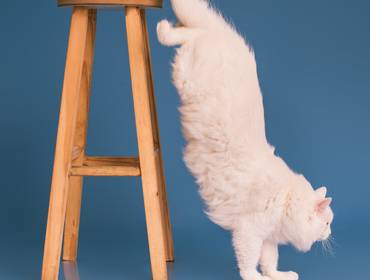 Estúdio Pet de Ensaio Pet do Tico: O Amor em Silêncio de um Gato que Virou Família no Rio de Janeiro