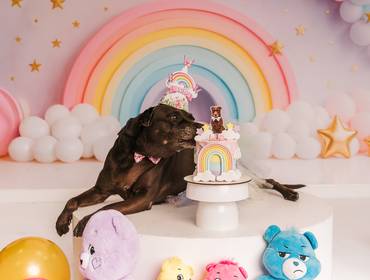 Smash the Cake de Lud a doguinha carinhosa! 