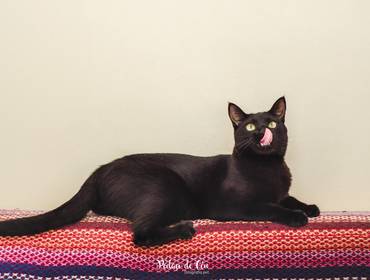 Ensaio Pet em Casa de Exclusivo Pet Clair e Olivia