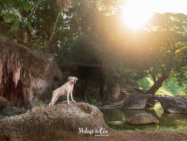 Ensaio Pet Externo de Ensaio Pet Gaia