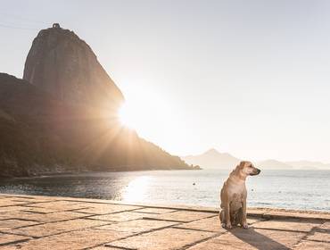 Ensaio Pet Externo de Ensaio Pet John Locke