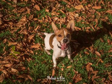 Ensaio Pet Acompanhamento de Ensaio Pet Acompanhamento Lili - 6 meses