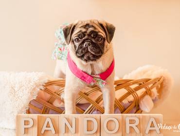 Ensaio Pet Acompanhamento de Ensaio Pet Acompanhamento Pandora 3 meses