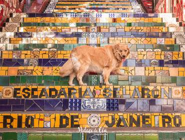 Ensaio Pet Externo de Ensaio Pet Frida