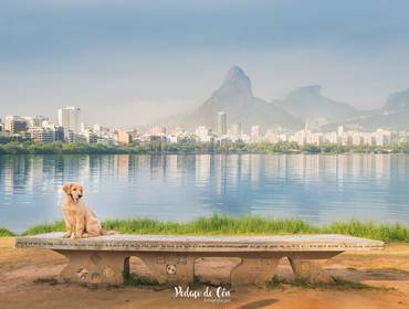 Ensaio Pet Acompanhamento de Ensaio Pet Acompanhamento Thor - 4 a 12 meses