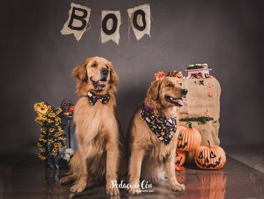 Ensaio Pet Temático de Ensaio Pet Halloween