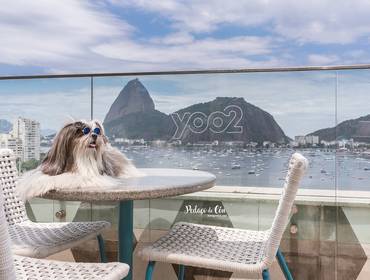 Ensaio Pet em Casa de Ensaio Pet Buddy