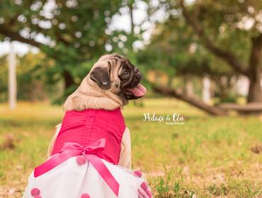 Ensaio Pet Acompanhamento de Ensaio Pet Acompanhamento Pandora 3 meses